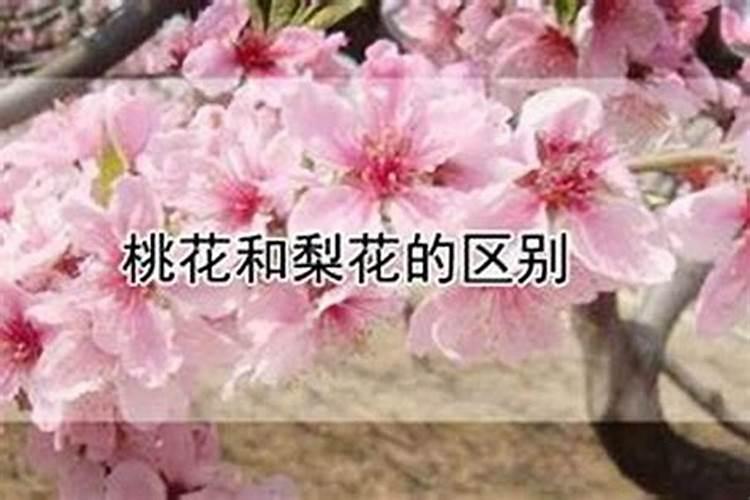 大运桃花与流年桃花