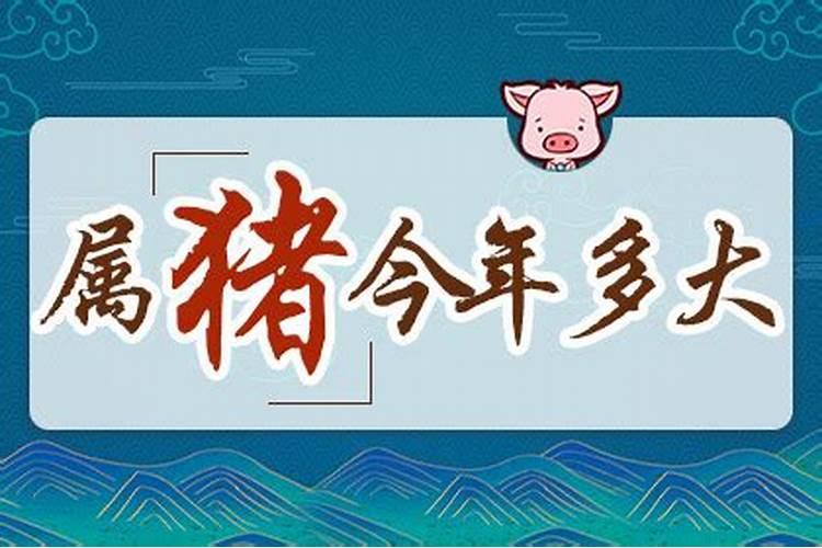 属猪几岁今年