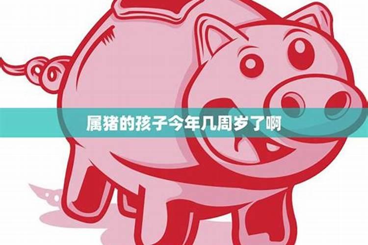 属猪多少岁今年多少岁