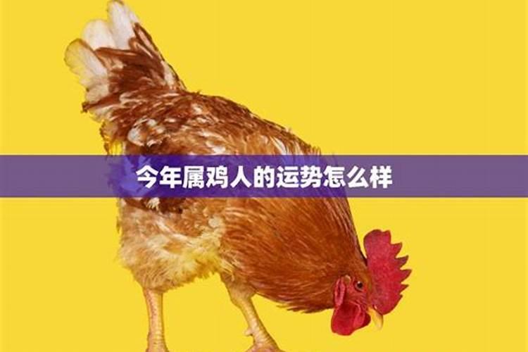 2023年7月份属鸡运程如何