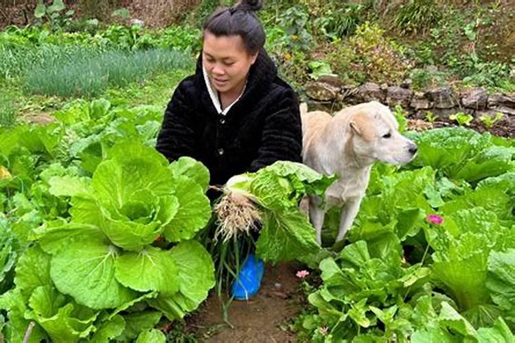 梦见老板把我买的葱和小白菜扔了啥意思