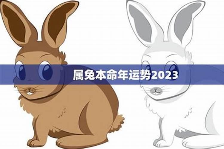 属兔人2021本命年运势