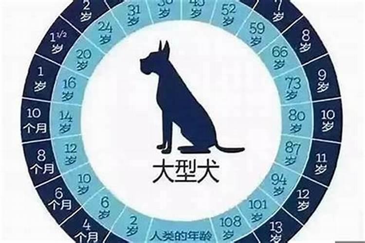 生肖狗在2021