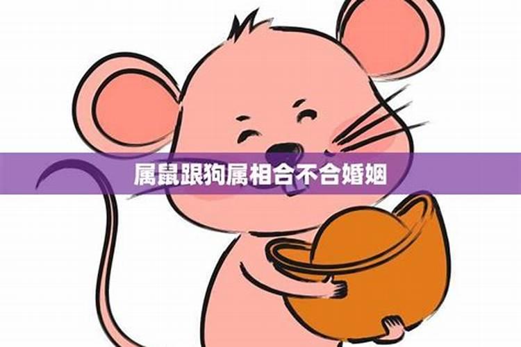 鼠和鼠生肖合不合