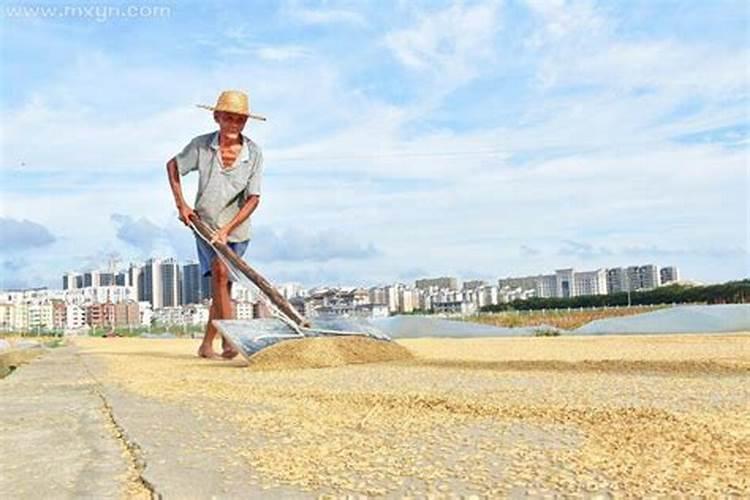 梦见谷子谷穗茂盛是啥兆头