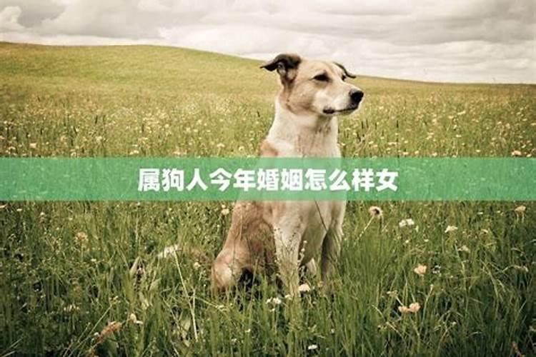 属狗人今年婚姻状况