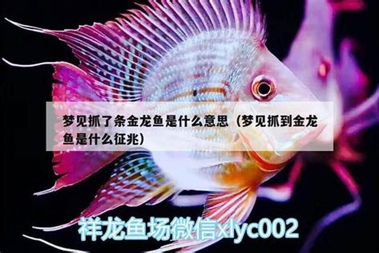 梦到了金龙鱼