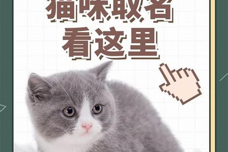 冬至出生猫咪名字