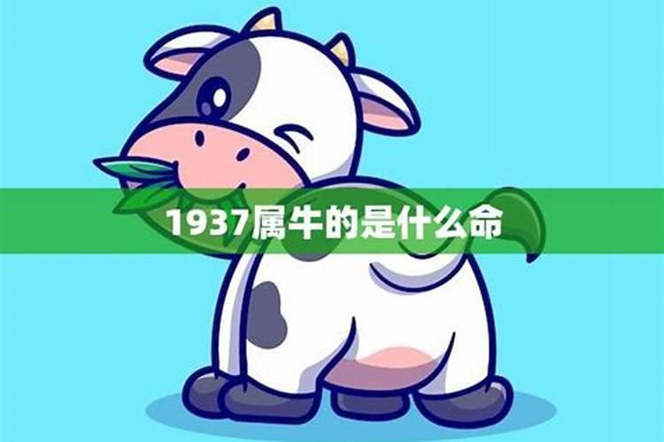 1937年属牛的人2023的健康