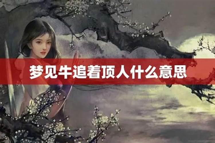 梦到牛顶人是什么意思周公解梦