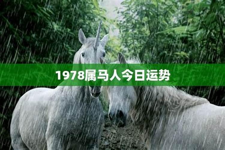 1978属马今年的运程