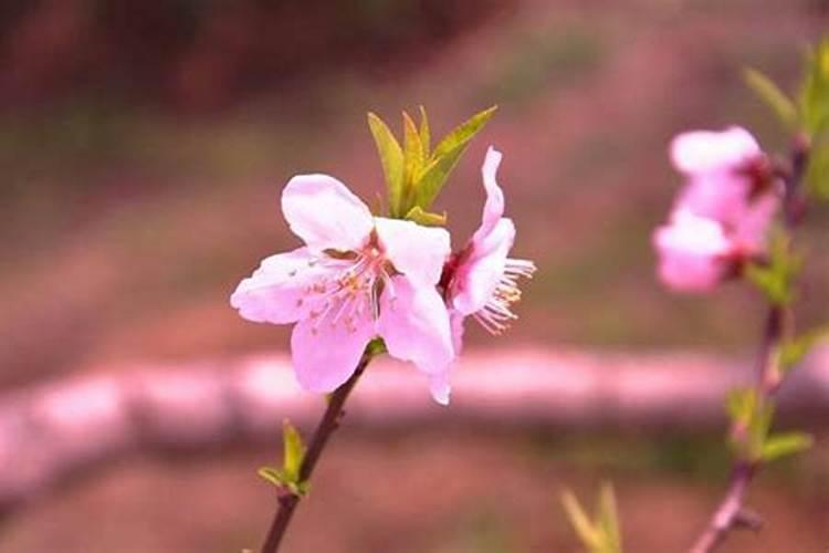 人犯桃花煞怎么化解