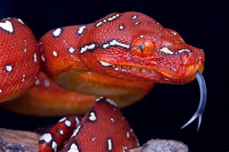 梦见红色的大蟒蛇是什么意思