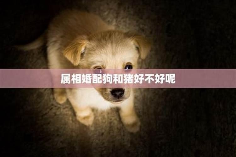 猪和狗属相配对好不好