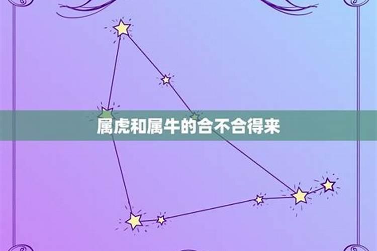 虎和牛合不合适婚姻财运好不好