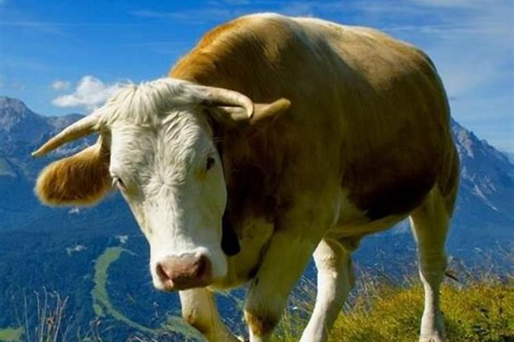 梦见牛是什么意思梦