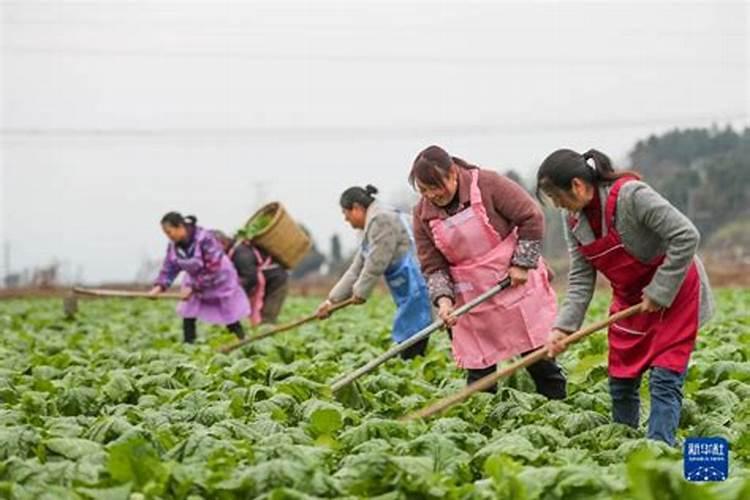 下列哪项是冬至节气的农事活动特点