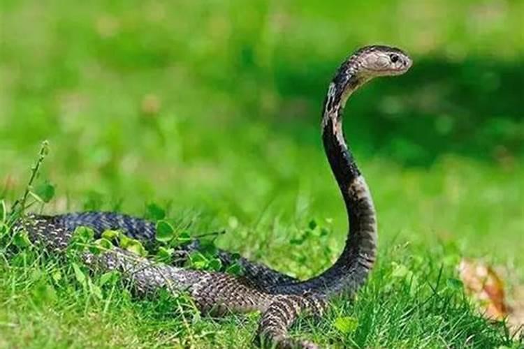 怀孕初期梦见蛇是什么预兆