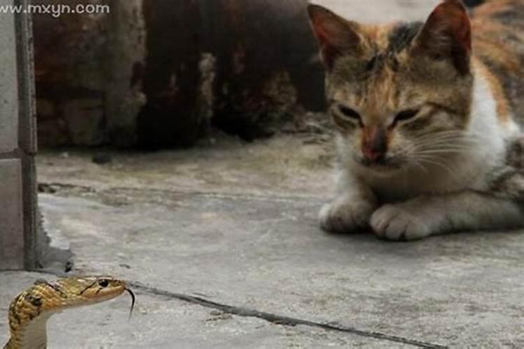 梦见猫是什么预兆女性解梦