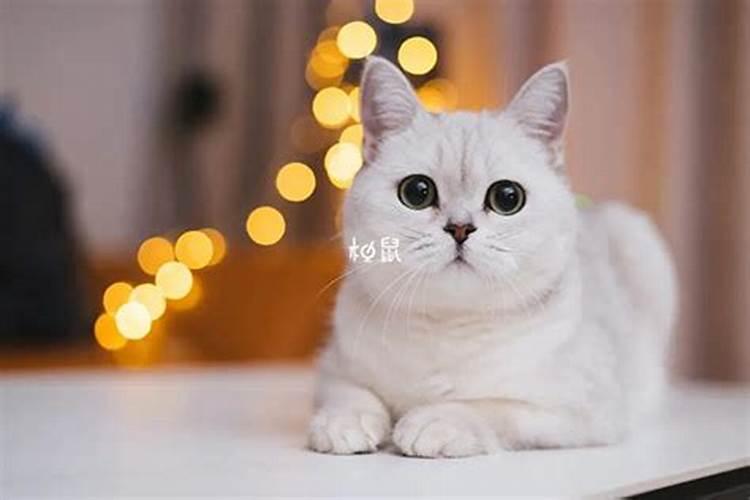 梦见猫是什么预兆孕妇