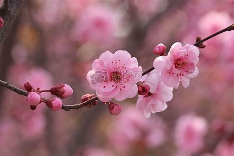 重阳节是什么花开的季节