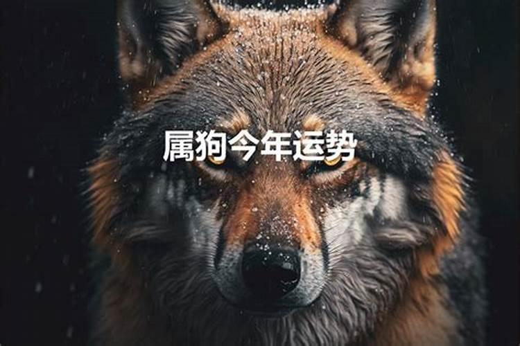 今年狗的运势怎么样2021