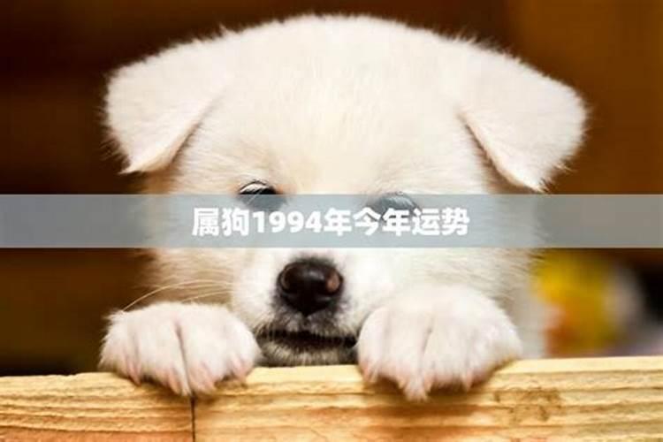 94年狗今年运势怎么样