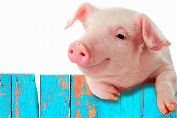 梦到养猪是什么意思