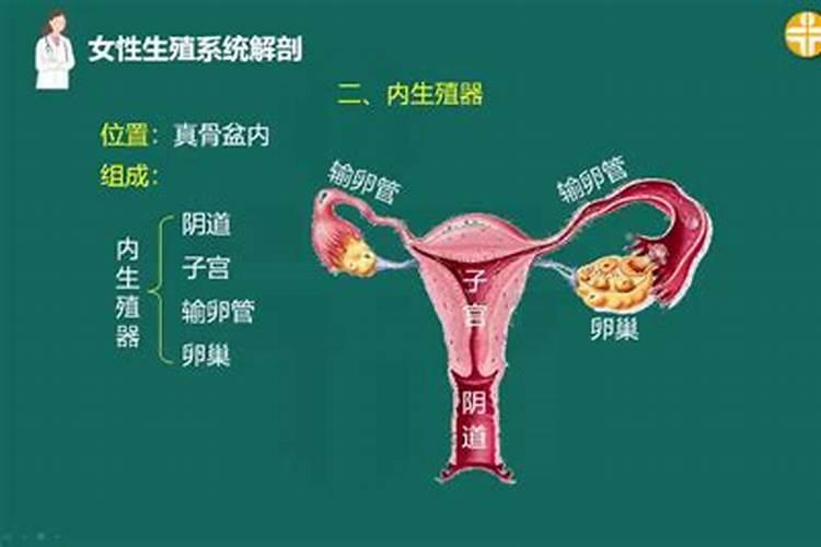 女人梦见女人的生殖是怎么回事呢周公解梦