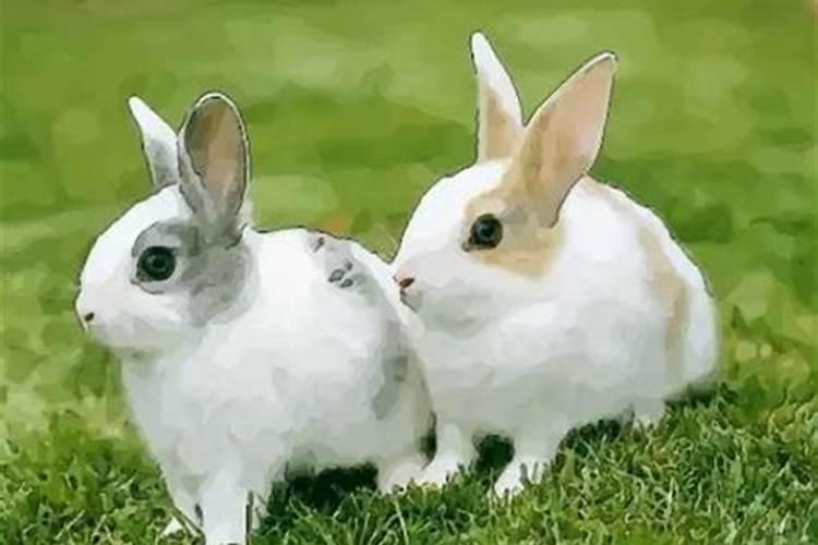 属兔人的最佳婚配属相兔