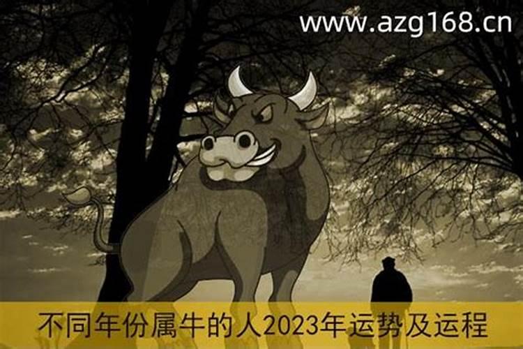 属牛的人2023年运程