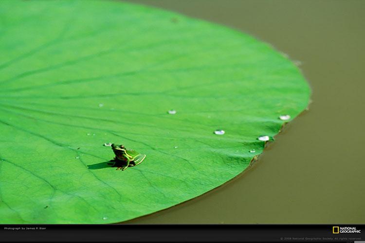 算命先生说桃花旺是什么意思