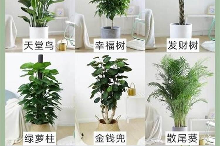 五行属木的人家里养植物