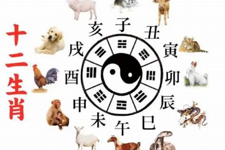 生肖属兔的出生年份,韵味十足