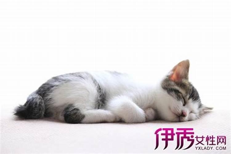 女人梦见猫咬自己