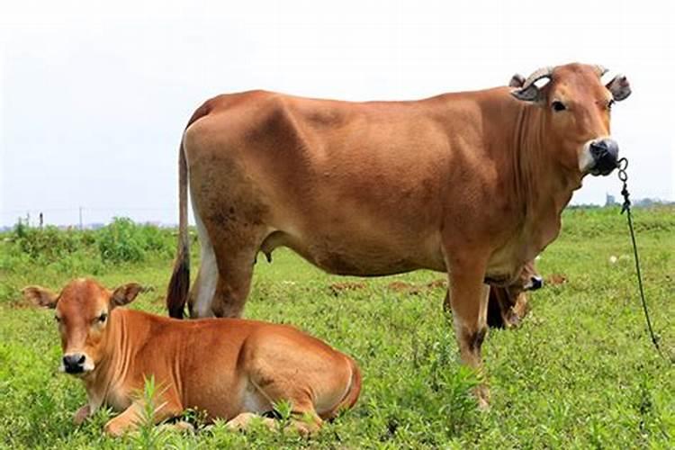 怀孕梦到牛是什么意思是生男孩,还是女孩子