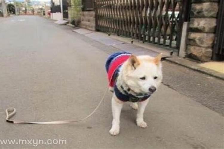 梦见风水大师指点风水宝地是啥意思