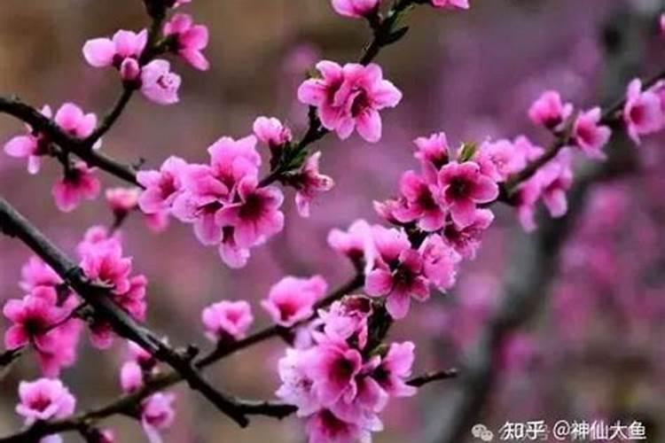 八字上怎么看桃花