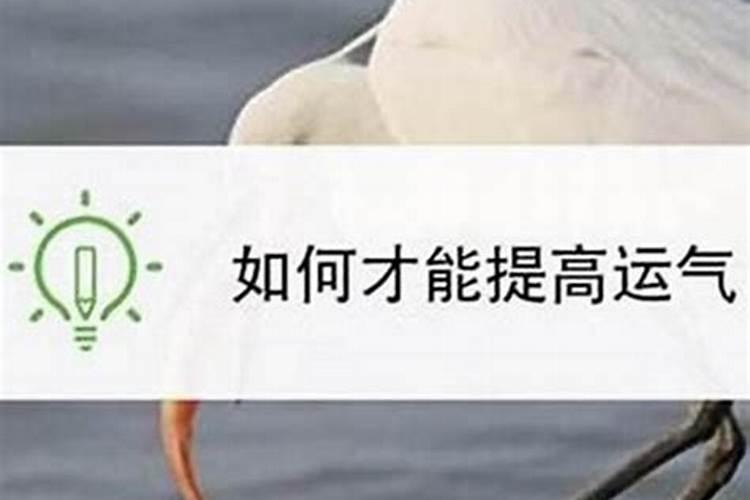 怎么才能提高事业运势呢