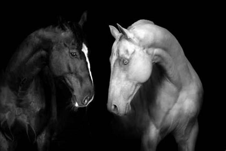 梦见两匹马一黑一白是什么意思