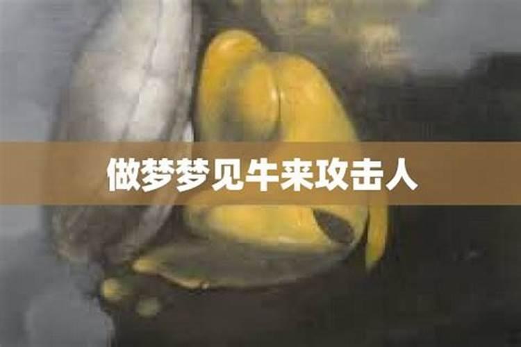 做梦梦到牛来攻击自己