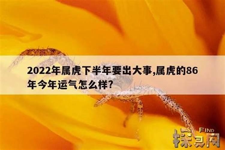 86属虎运势最旺的年份