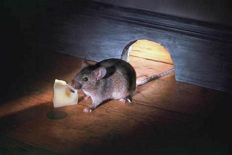 梦见好几只老鼠逃离家里来