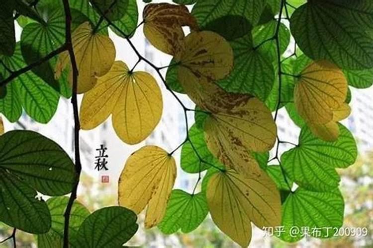 立秋季节注意什么