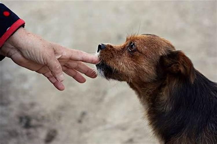 梦见狗和男人是什么预兆