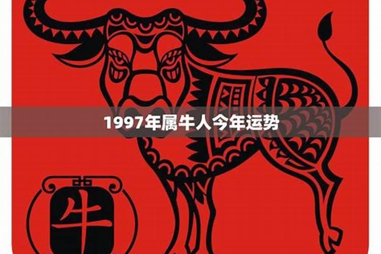 97年牛今年运势爱情