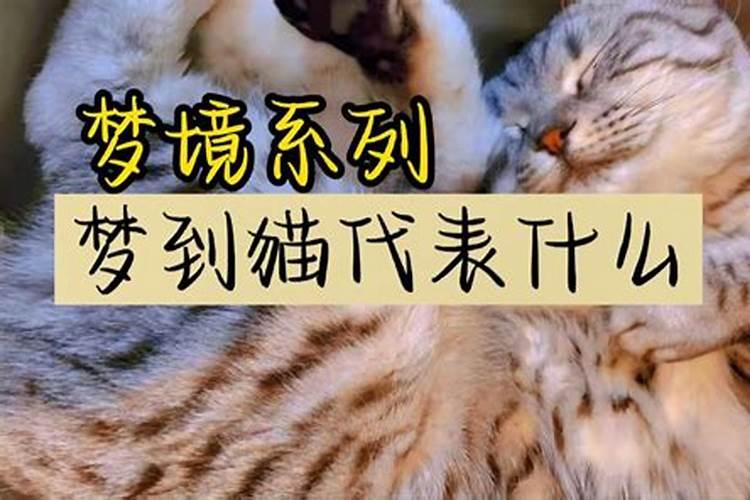 梦到猫代表什么数字