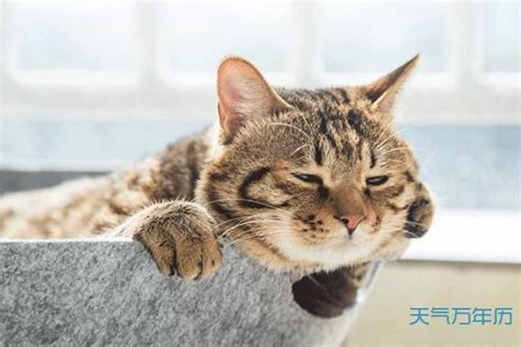 梦见猫死了什么预兆