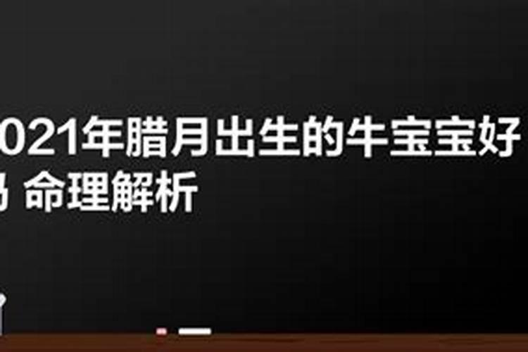 阴历腊月的牛宝宝命运如何