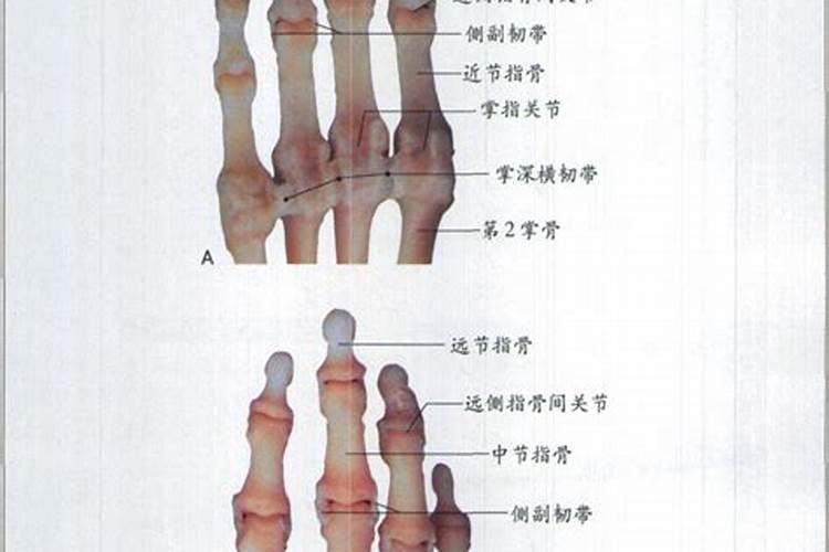 手指关节大有什么运势